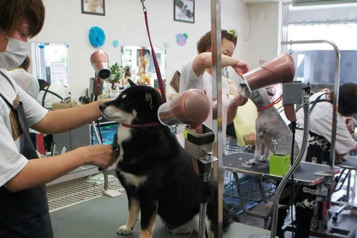 トリミングテーブルの上に立つ柴犬を、エプロン姿のスタッフがブラッシングしている様子。奥ではもう1人のスタッフがプードルにドライヤーを当てている
